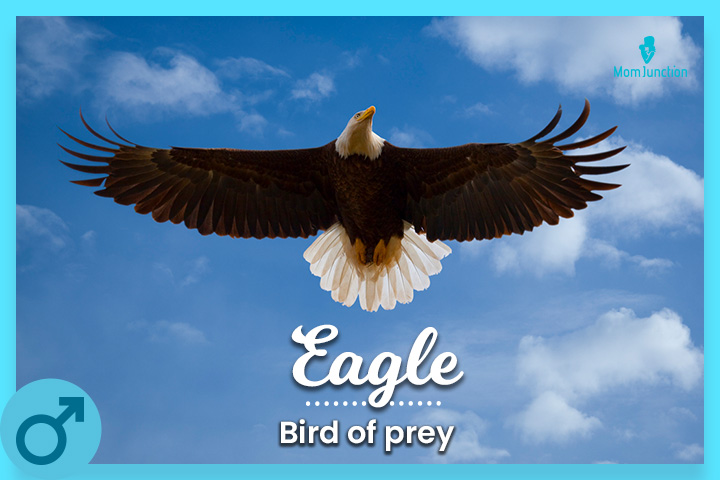 Eagle refers to a a bird of prey known to fly high