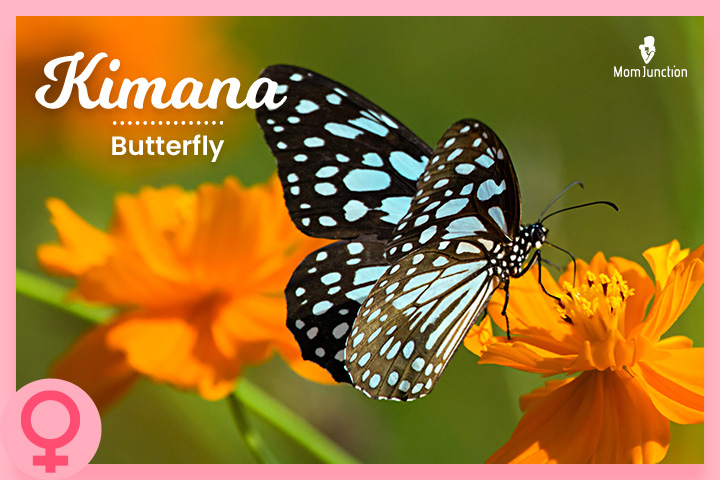 Kimana means a butterfly