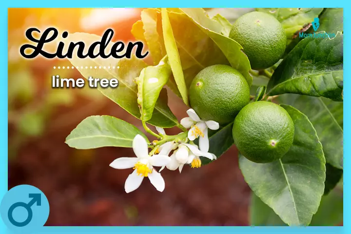 Linden is derived from linde, which means a lime tree