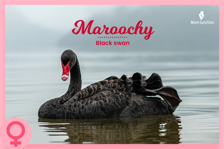 Maroochy的意思是黑天鹅