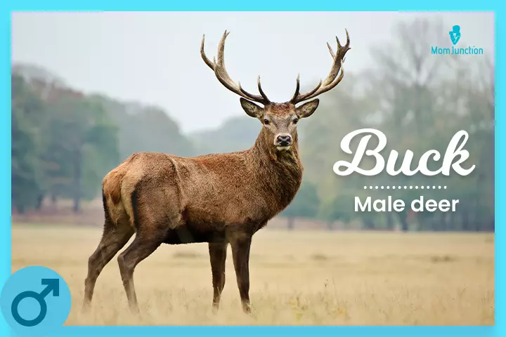 Buck also means a well-dressed man