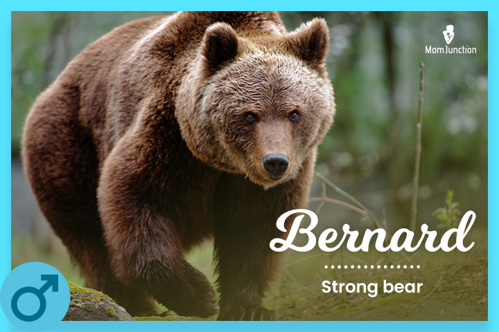 Bernard: Strong bear