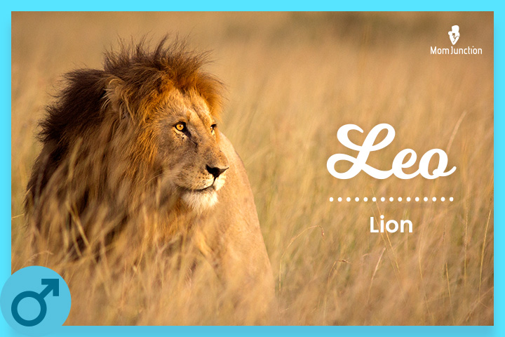 Leo: Lion