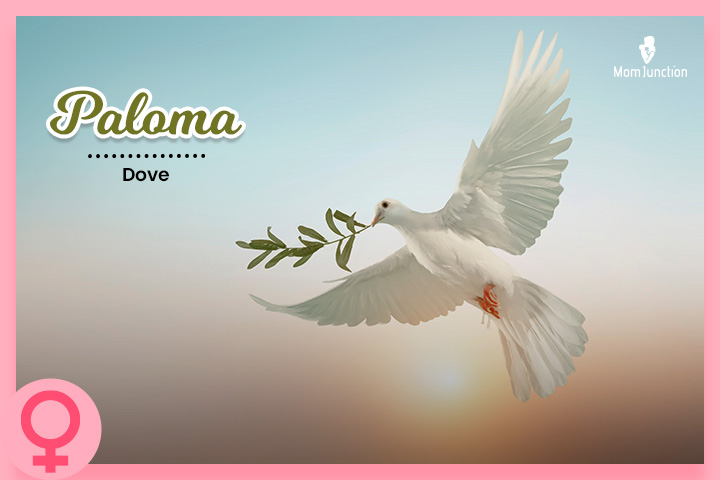 The name Paloma refers to a dove