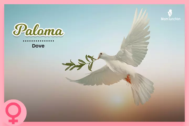 The name Paloma refers to a dove