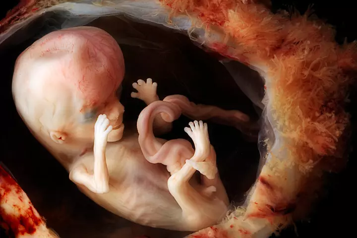 Photos of Human Developing In The Womb14