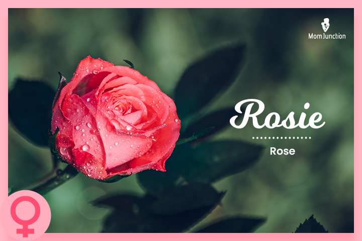 Rosie: Rose