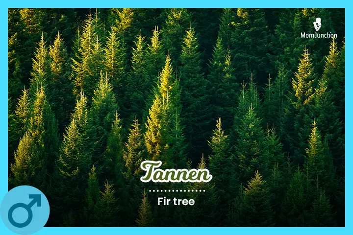 Tannen signifies a fir tree