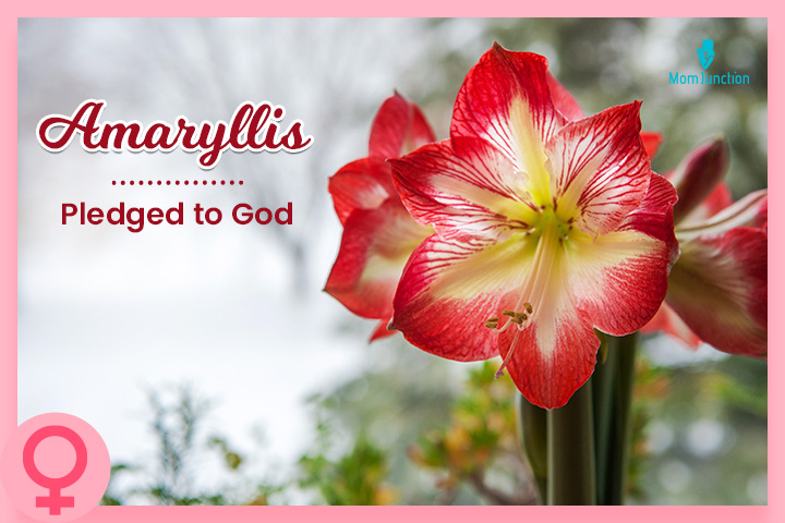 Amaryllis is a four syllable-name