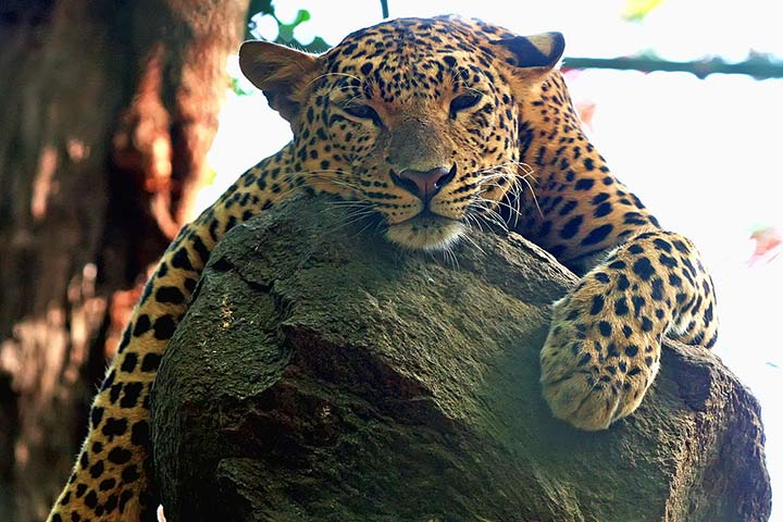 Bannerghatta National Parks in Bangalore for kids