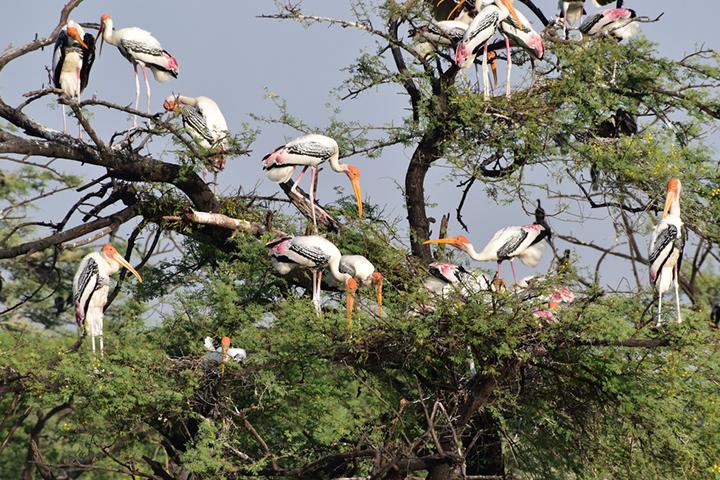 Kokkare Bellur bird sanctuary