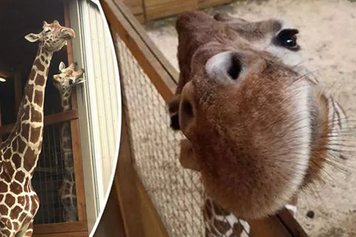 the pregnant giraffe, who is currently sheltered in a nice cozy the pregnant giraffe, who is currently sheltered in a nice cozy