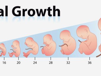 Growth Chart: Length And Weight Of The Fetus Week By Week