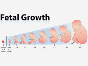 Growth Chart Length And Weight Of The Fetus Week By Week