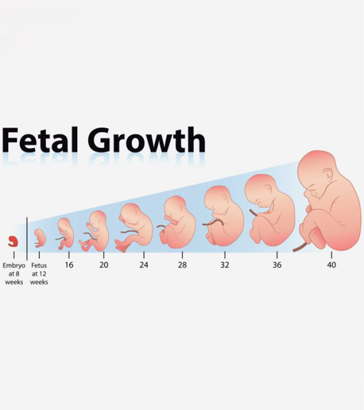 生长图表:胎儿每周的长度和体重
