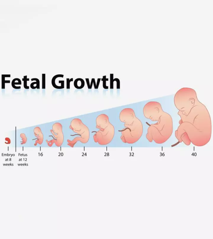Growth Chart Length And Weight Of The Fetus Week By Week