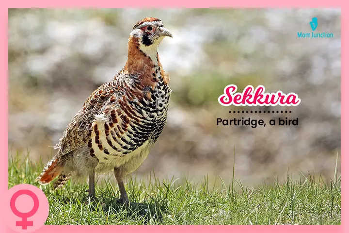 Sekkura is an Amazigh name meaning Partridge