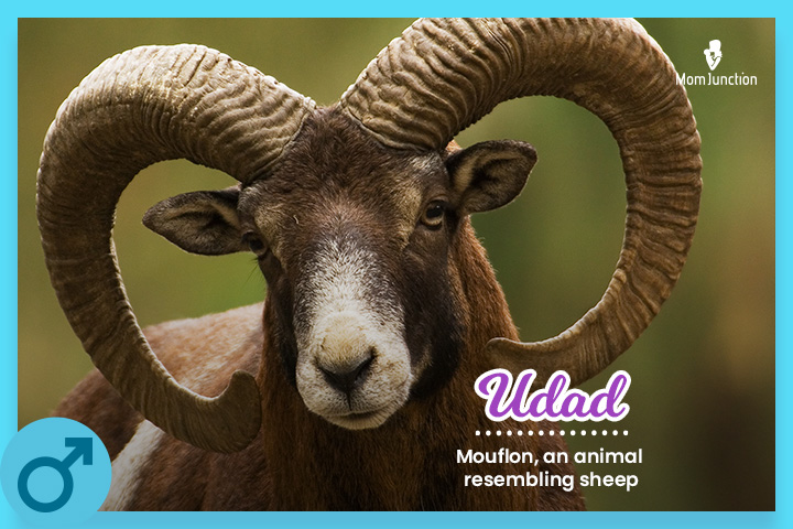 Udad means Mouflon, an animal resembling sheep