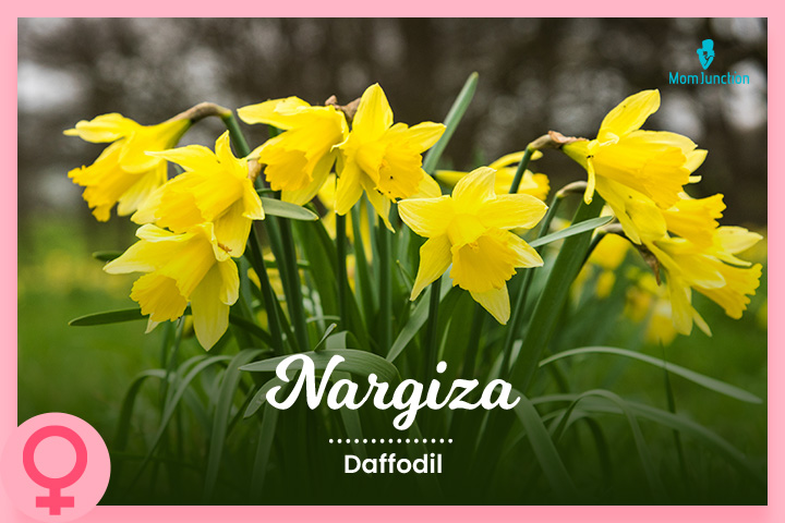 Nargiza means daffodil