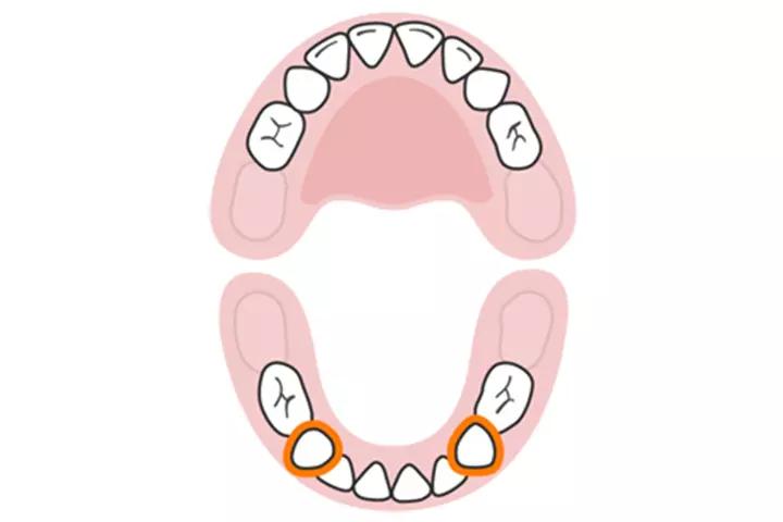 The canines (lower)