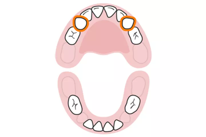 The canines (upper)