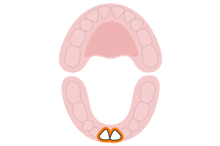 The central incisors (lower)