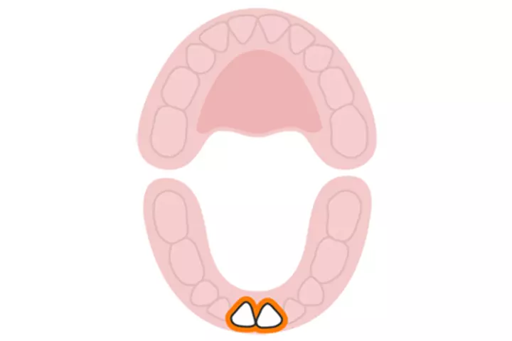The central incisors (lower)
