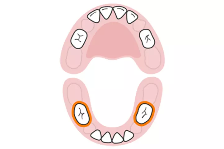 The first molars (lower)