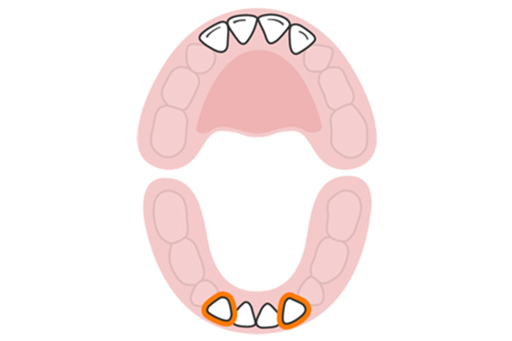 The lateral incisors (lower)