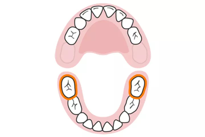 The second molars (lower)