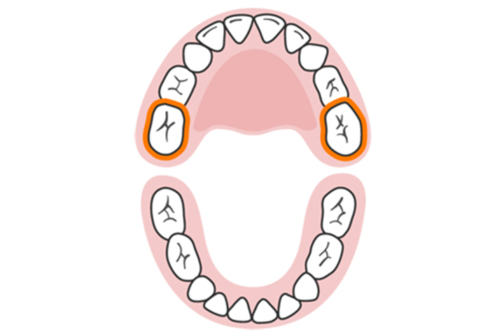 The second molars (upper)