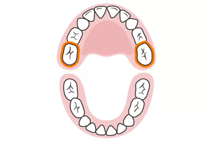 The second molars (upper)