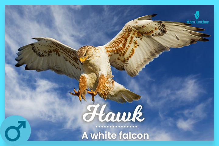 Hawk, a magnificent white falcon