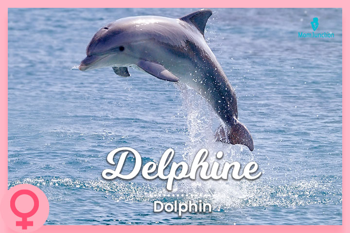 Delphine, dolphin