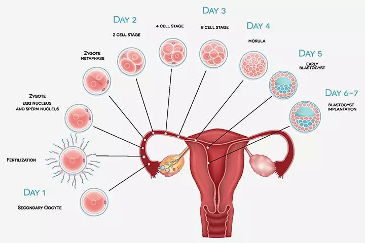 Period Symptoms Vs Early Pregnancy Symptoms Chart