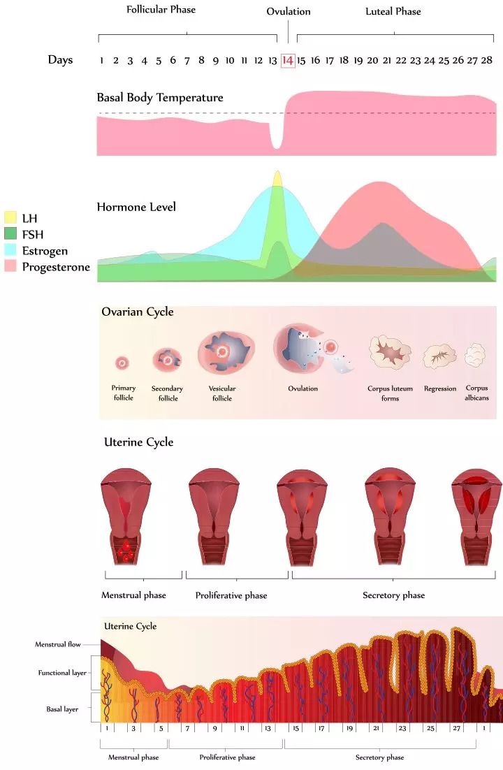 Safe Period When To Have Sex To Avoid Pregnancy