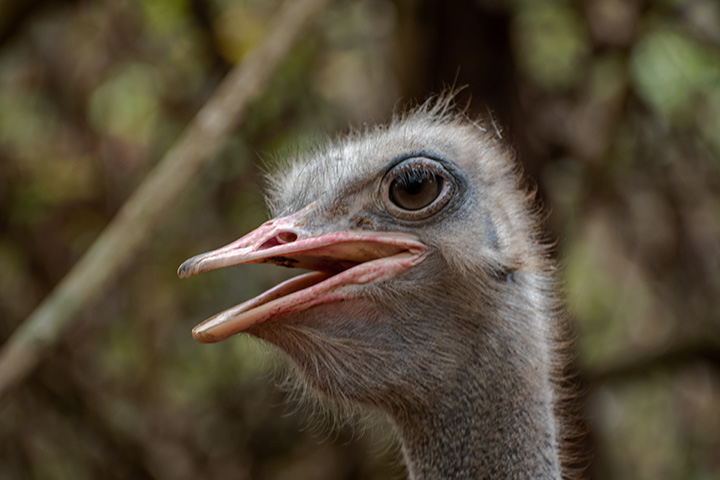 An ostrich’s eye is bigger than its brain
