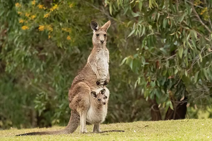 Kangaroo, GK Questions For Class 7 & 8