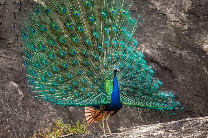 Peacock, GK Questions For Class 2 & 3