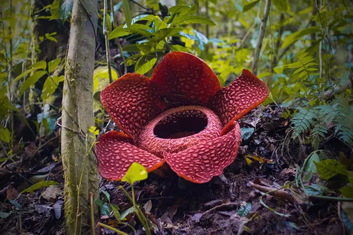 Rafflesia arnoldii, GK Questions For Class 4, 5 & 6