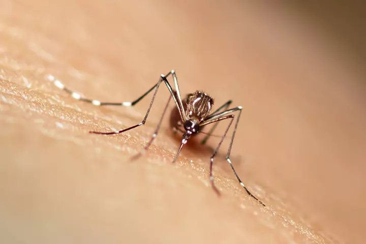 Transmission Via Mosquitoes