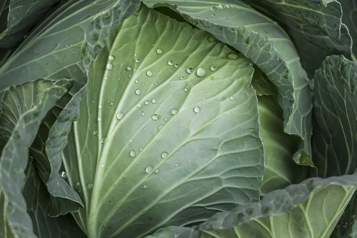 Using Cabbage Leaves