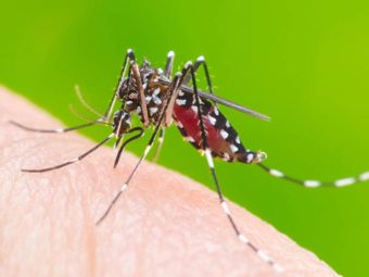 Symptoms Of Chikungunya And Its Prevention