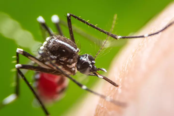 The History Of the Zika Virus In India & How One Should Prevent It2
