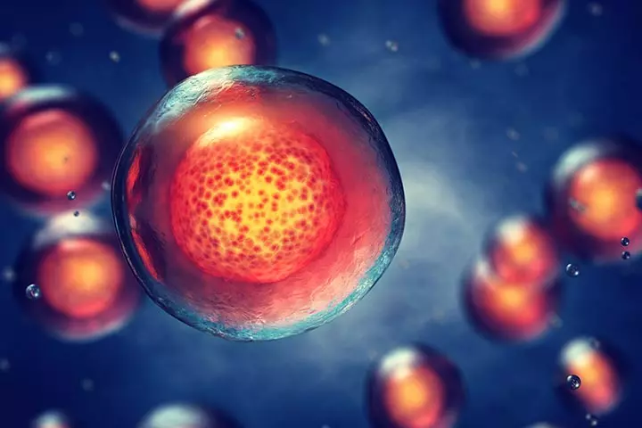 stem-cells