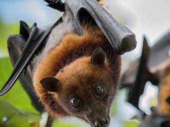 All You Need To Know About Nipah Virus | Health Concerns, Health Checks, Health Journals