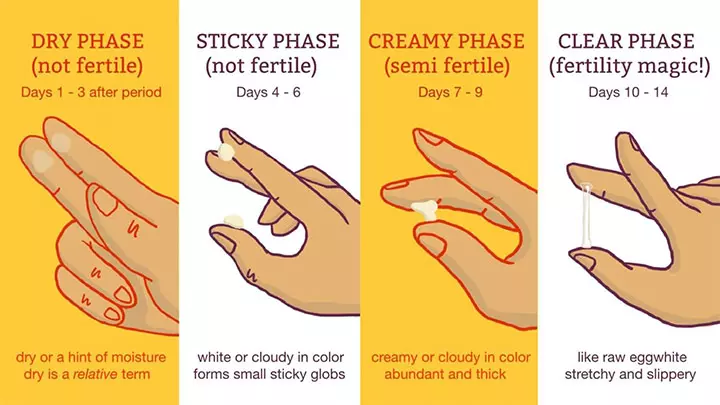 Phases Of Cervical Mucus