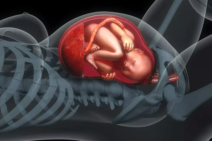 What Is It Really Like Inside The Womb Find Out!3