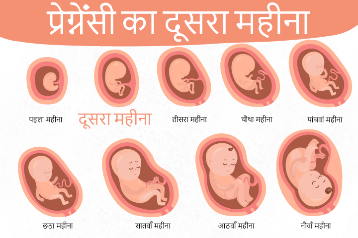गर्भावस्था का दूसरा महीना - लक्षण, बच्चे का विकास और शारीरिक बदलाव