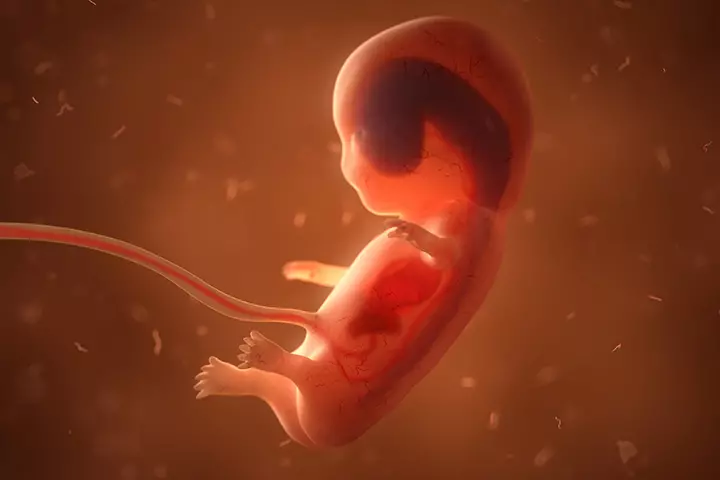 The Elongation Of Heart Tube